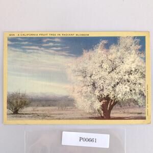 A California Fruit Tree in Radiant Bloom 1940s Linen Postcard 1943 Alhambra CA